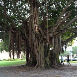 #stpetersburg #florida #tree #nature #day
