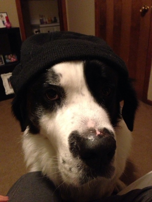 bigcoolscorner: Rocky. Saint Bernard. Idiot. Friend.