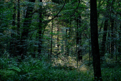 Białowieża Forest, Poland by Stovin