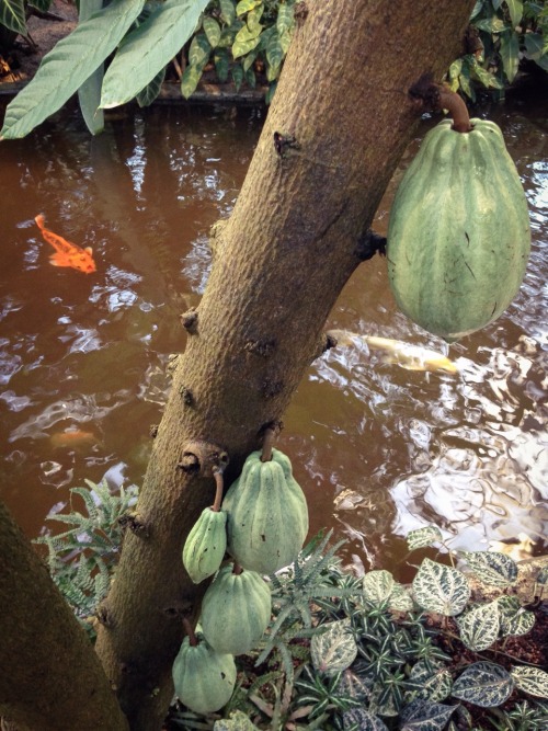sofielerod: The botanical garden, Gothenburg