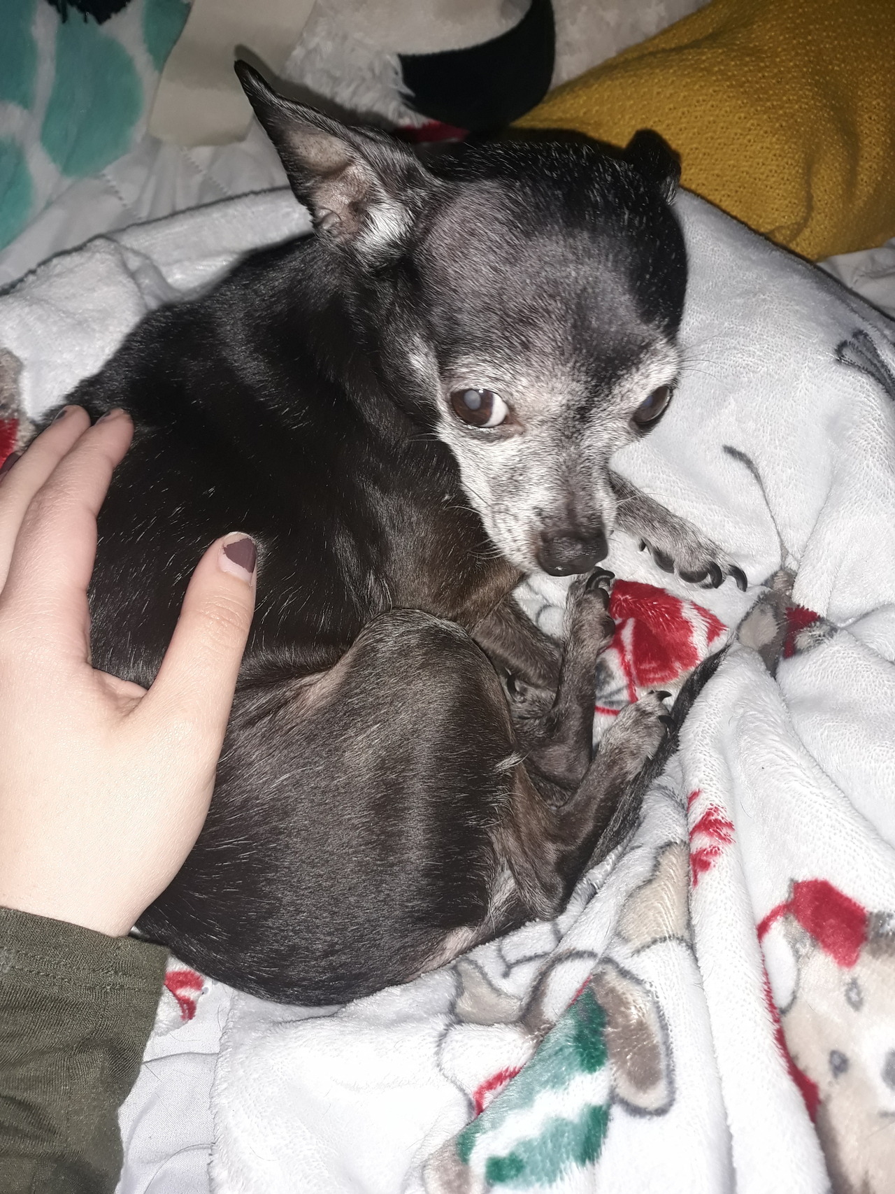 agentmulders:  god. i am so embarrassed but i have to ask for money again. my dog has been sick for a while. we took her to the free clinic thursday and they said there that she has lost a pound in 3 months. keep in mind she is a chihuahua so that is