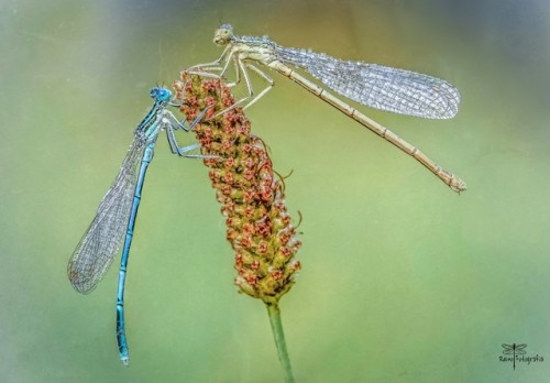 White-legged damselfly by Remigiusz Nowakowski