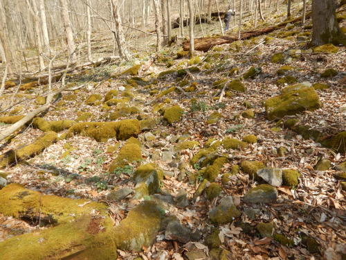 cedar-glade:On the talused slopes of the Old Gladys-Riley Farmstead’s Hillside within’ a few miles f