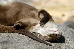 ainawgsd:  Sunbathing Otters