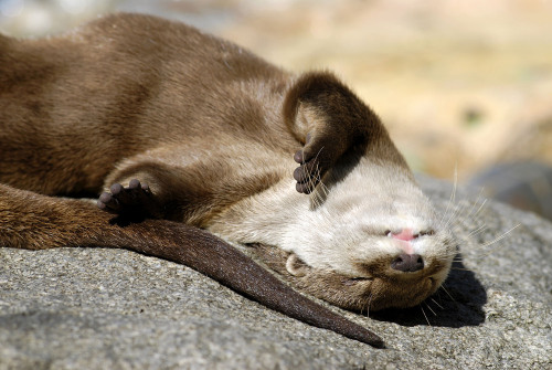 little-scribblers-heart: ainawgsd: Sunbathing Otters @ricca-raccoon