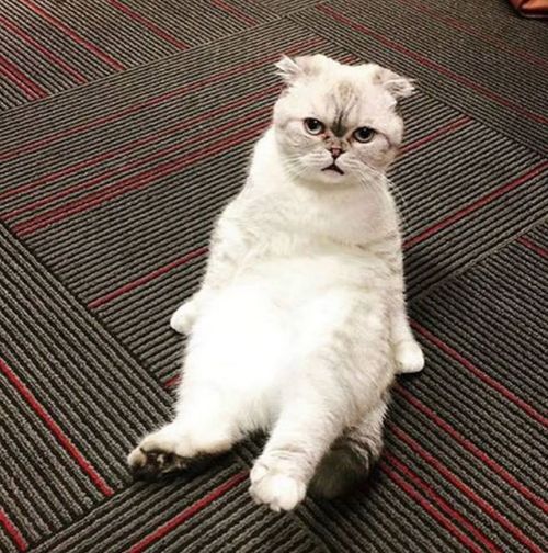 Meredith