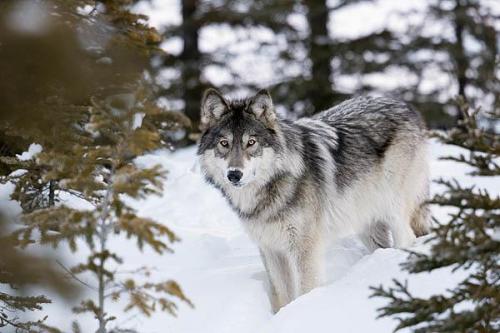 sisterofthewolves:  Picture by Ian McAllister