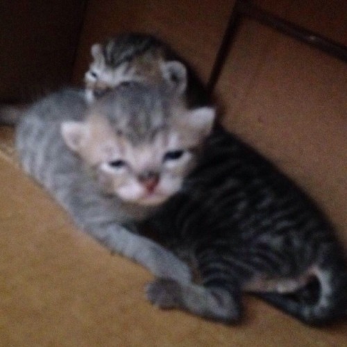 Estos 2 Bebs Tienen Poco Ms De 15 Das Se Encuentran Con La Gata Pero Desde Ahora Le Buscamos Hogares