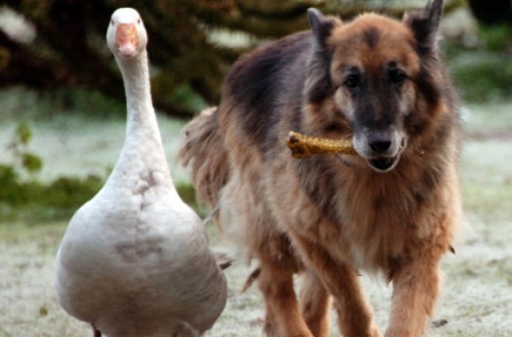 pragtastic:  dogjournal:  GOOSE HELPS DOG WITH BEHAVIORAL ISSUES - &ldquo;The