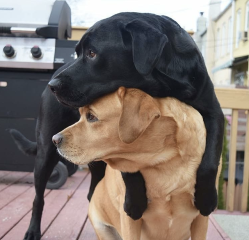 the-shed-au:  grin-n-sin: Adorable! Love them! 💜💜💜💜 As real as it gets.(I hope you’re paying attention.):)