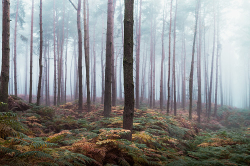 freddie-photography:  Forests and Fog - Oxfordshire & Cumbria9 new presets to download for Lightroom editing at Creativemarket.com. Version 1.4 now offers a total of 64 presets for a large range of photography.By Frederick Ardley Photography