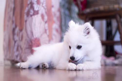 spartathesheltie:  @why-animals-do-the-thing a small but recent cute.  
