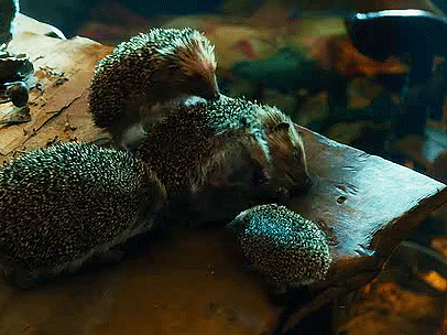 boromihr:  Sebastian the Hedgehog 