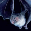 pipistrela