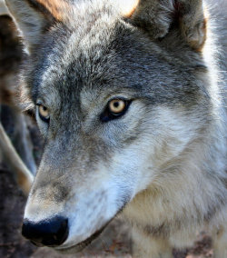 her-wolf: Kekoa by Waya37    Kekoa a wolf