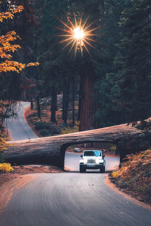 sunflowers-n-rainshowers: lsleofskye:  Driving through✌️ | alberthbyang Location: Sequoia National P