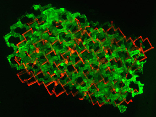 bpod-mrc:  Tissue Velcro  In culture dishes, cells generally grow as two-dimensional sheets, but inside the body they connect, communicate and interact with each other in three dimensions. To recreate 3D tissue environments, scientists have devised a