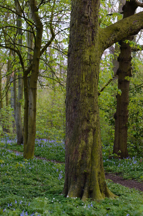mgonzodom71: babescapes:   wanderthewood:  Westerhout Park, Beverwijk, Netherlands by pmhudepo by pmhudepo   Via babescapes   ♥️ 