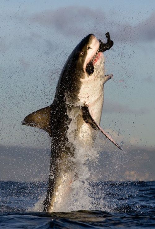 great white shark