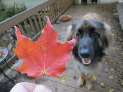 mapletheleonberger:  …what have I done?