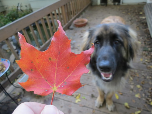 mapletheleonberger: …what have I done?