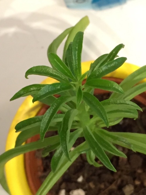 silveroxid: silveroxid: hello plant tumblr please help me identify this plant. i have absolutely no 