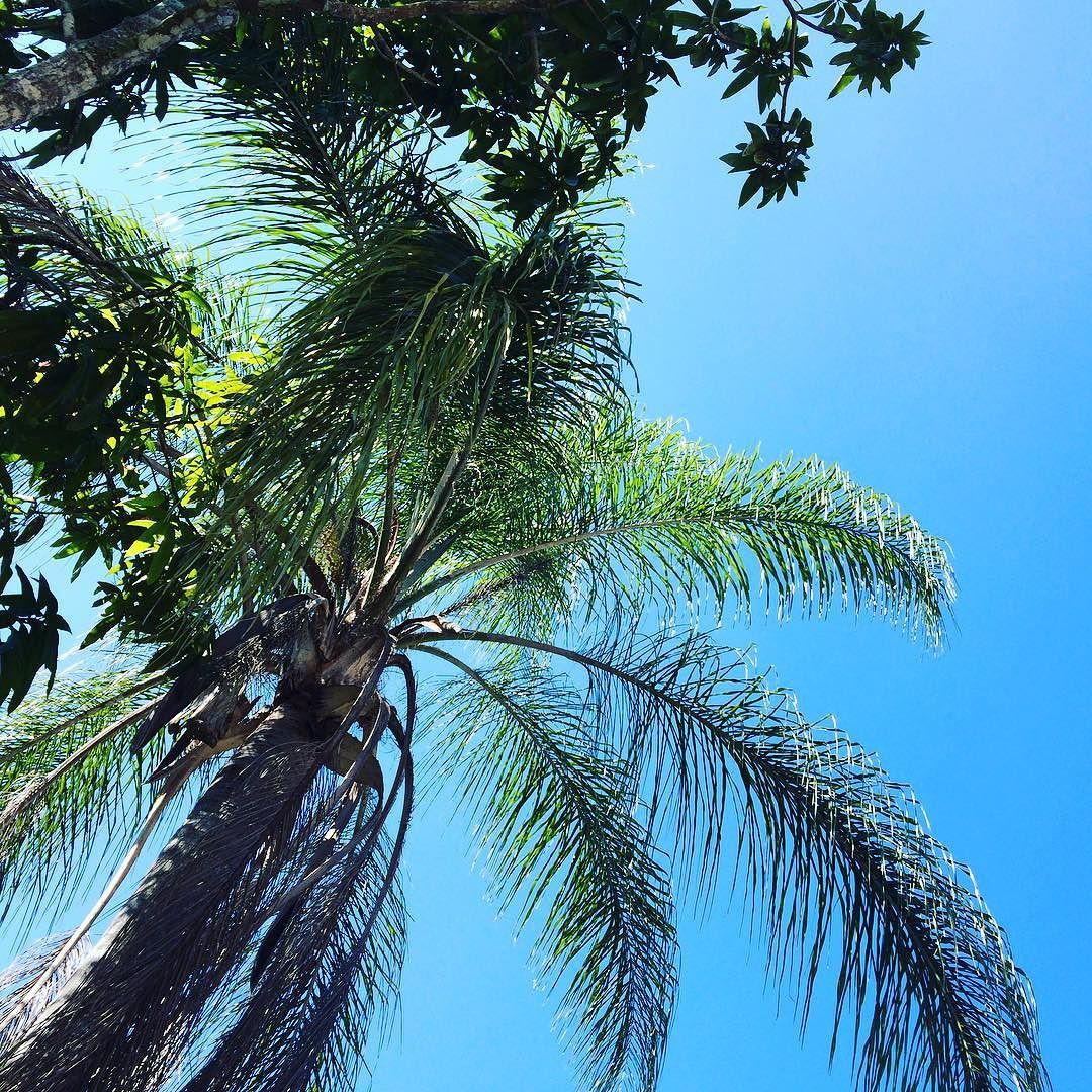 It&rsquo;s #january and this is what I get to look at! #FLORIDA #miami #palmtrees