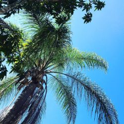 It&rsquo;s #january and this is what I get to look at! #FLORIDA #miami #palmtrees #bluesky #ahhhh #lovemylife #blessed #grateful by maggiegreen