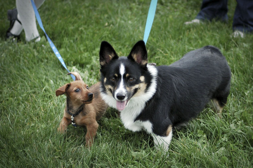 corgisandboobs:  Oliver James and Neville Shortbottom wish Dixie the happiest of birthdays! NEVILLE. SHORTBOTTOM. 