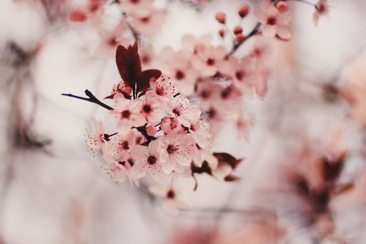 dream-bb:It’s the cherry blossom season.