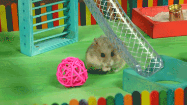 Porn photo tastefullyoffensive:Video: Tiny Hamster