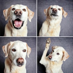 awwww-cute:  Dog in a photo booth (Source: