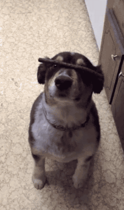 gifsboom:  That’s a great trick, here let me help