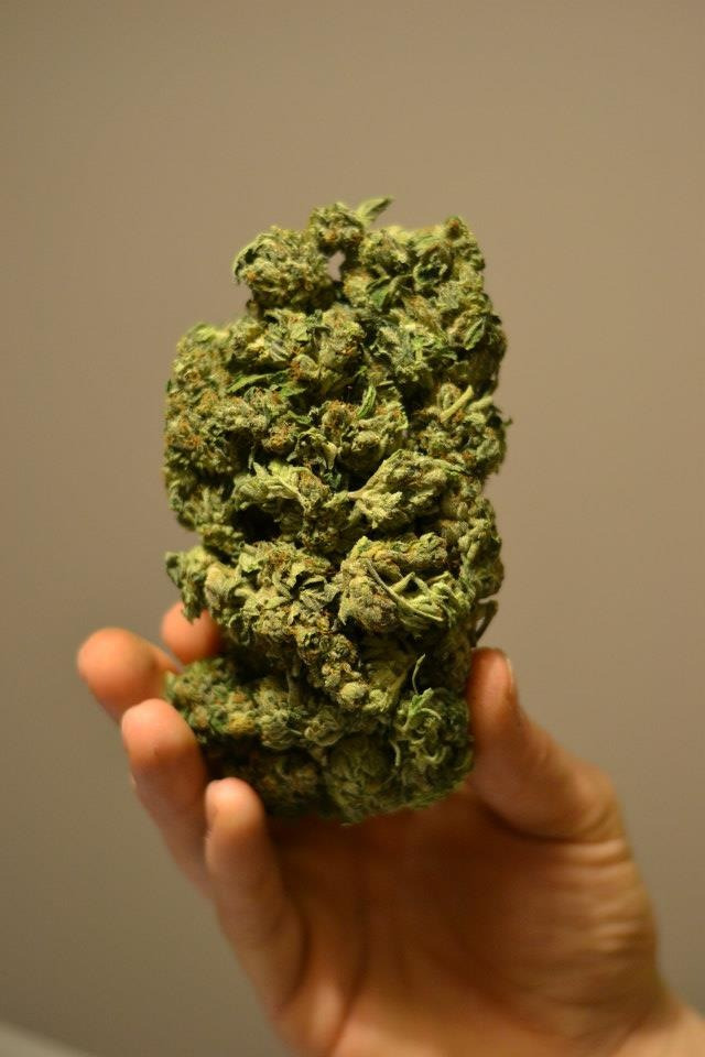 stonereuphoria:  british columbia’s tuna kush. feast your eyes. 