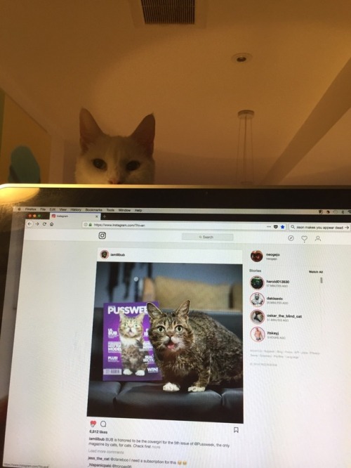 Cats, Cats, Cats!