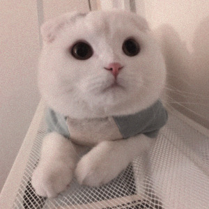 cute cat icons, tumblr