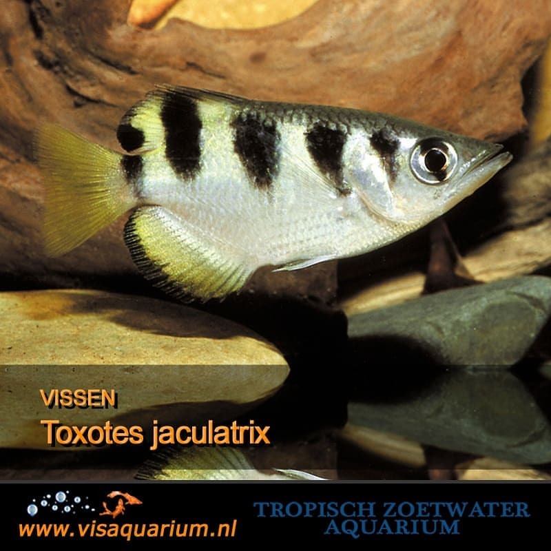 Aquarium vissen : Toxotes jaculatrix
#aquarium #vissen #aquariums #aquariumvissen #visaquarium #aquaria