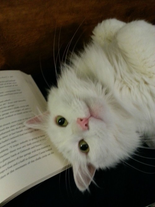 catsbeaversandducks:Cats Who Have No Intention Of Letting You Read Your Book&ldquo;Spoiler alert