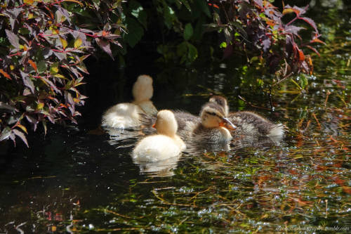 Mallard Ducklings