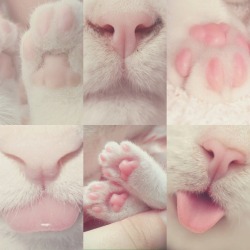 aesthetics-is-art:Cat + Pink