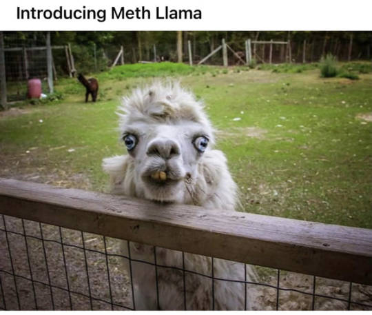 meth-llama.jpg #memes from the crypt #auto-queue