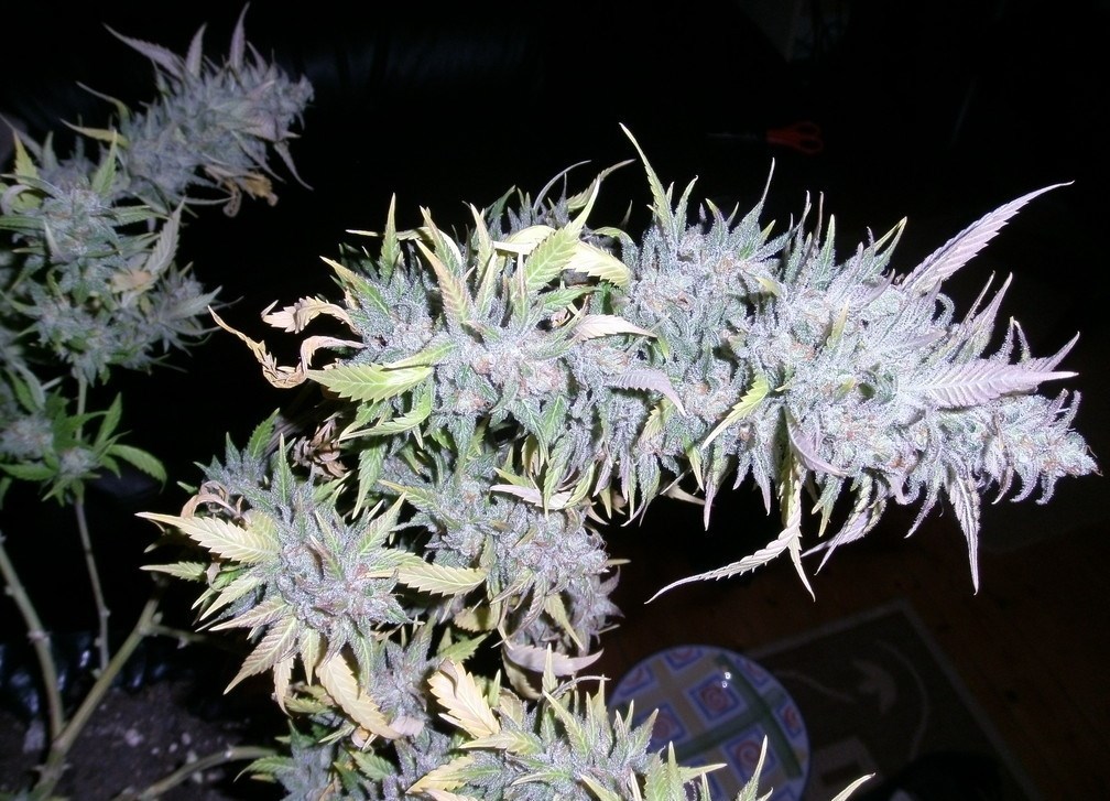 wendyganjababe:  herb