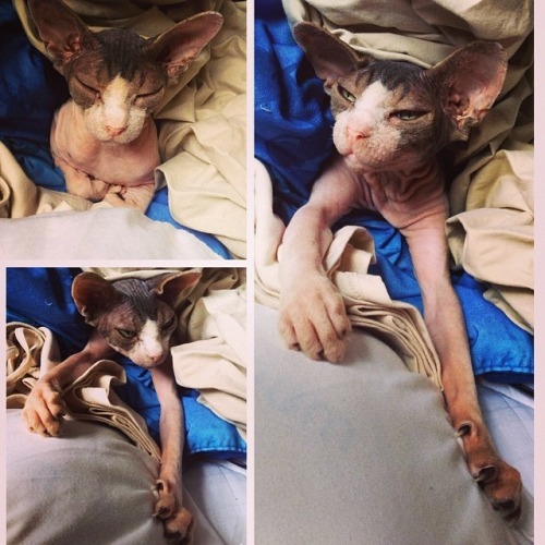 fuckyeahhairlesscats:  sleepypie~  THEM cat hands