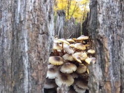 Fungi at NICHES’ Black Rock Preserve