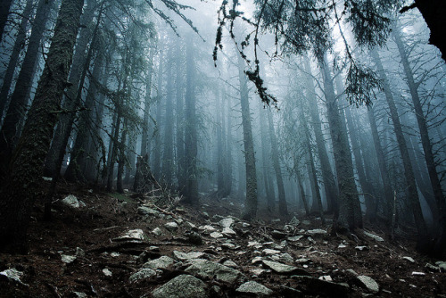 Wolves Guard the Forest