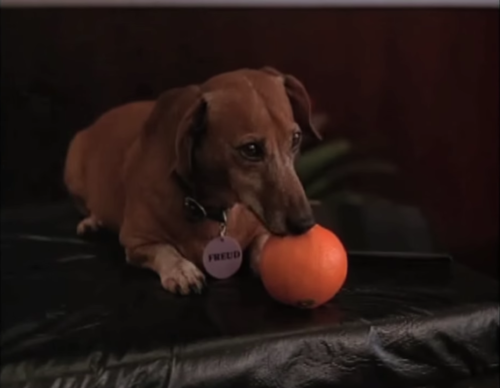 a daschund called Freud licking an unpeeled orange