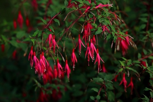 Hardy Fuchsia, Magellan Fuchsia / Scharlach-Fuchsie, Freiland-Fuchsie (Fuchsia magellanica)