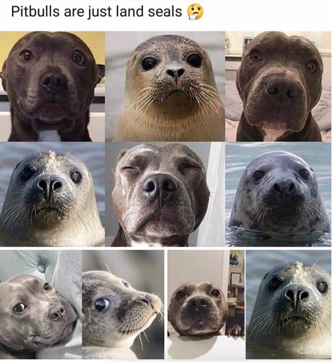 babyanimalgifs:  Or seals are just water pups 🤔? Discuss. via @harpertheblueseal