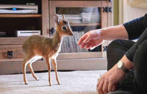 Aluna the Kirk’s Dik-Dik Antelope Aluna is a newborn Kirk&rsquo;s Dik-dik antelope at the 