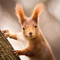 superbnature:  Squirrel by RobertAdamec http://ift.tt/2dDUtNi